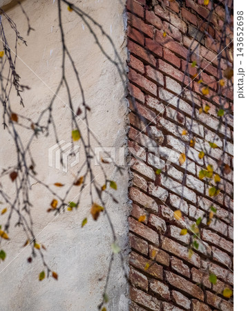 Minimalist Vertical Brick and Stucco Wall Framed by Autumn Birch Branches Minimalist Vertical Brick and Stucco Wall Framed by Autumn Birch Branches 143652698