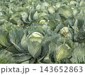 Green Cabbage Field on a Vegetable Farm Ready for Harvest With Lush Leaves and Rows of Crop 143652863