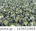 Green Cabbage Field on a Vegetable Farm Ready for Harvest With Lush Leaves and Rows of Crop 143652864