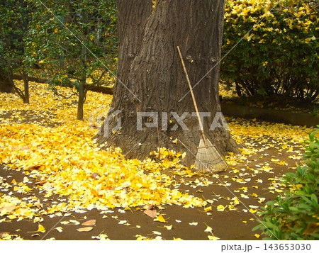 秋の庭園に広がるイチョウの落ち葉と熊手 日本の秋の風物詩 143653030