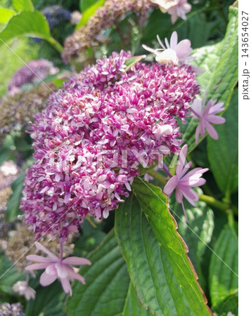 Delicate Pink and Purple Lacecap Hydrangea Bloom in Summer Garden Sunlight Delicate Pink and Purple Lacecap Hydrangea Bloom in Summer Garden Sunlight 143654027