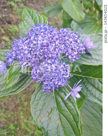 Delicate Pink and Purple Lacecap Hydrangea Bloom in Summer Garden Sunlight Delicate Pink and Purple Lacecap Hydrangea Bloom in Summer Garden Sunlight 143654028