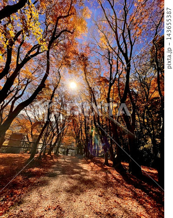 紅葉の林と差し込む太陽 紅葉の林と差し込む太陽 143655387