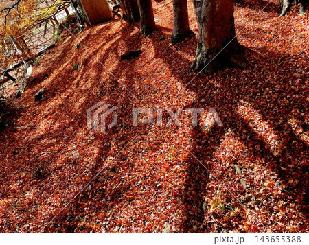 紅葉の絨毯 紅葉の絨毯 143655388