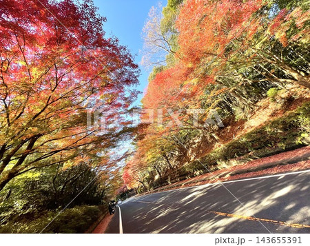 紅葉した木々の道 紅葉した木々の道 143655391