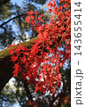 真っ赤な紅葉 143655414