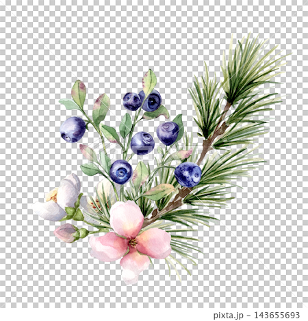 Romantic winter forest floral illustration isolated. Watercolor evergreen branches and blueberries with pink blossoms hand painted. Botanical greenery seasonal design for Christmas or New year card. 143655693