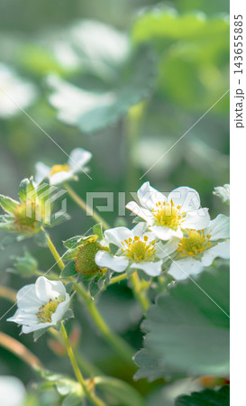 いちごの花 いちごの花 143655885