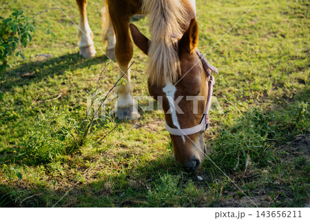 Brown horse wearing a halter grazes on fresh green grass in a sunlit pasture. Equine nutrition natural forage and horse care Brown horse wearing a halter grazes on fresh green grass in a sunlit pasture. Equine nutrition natural forage and horse care 143656211