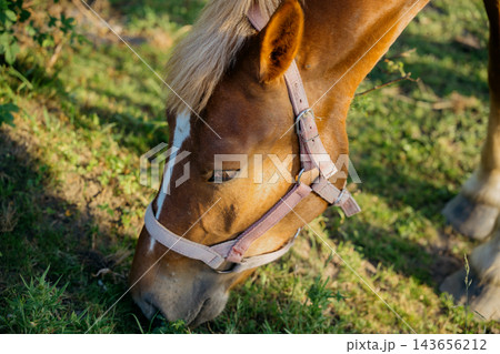 Close view of a horse grazing on green grass while wearing an adjustable pink halter outdoors. Equestrian equipment horse care and adjustable halter 143656212