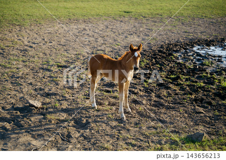 Young foal standing alone in a sunlit grassy paddock with muddy ground. Horse husbandry foal rearing equine care and rural agriculture 143656213