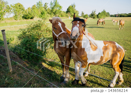 Two horses standing close together beside a pasture fence in a sunny rural field. Equine social behavior pasture companionship and animal welfare 143656214