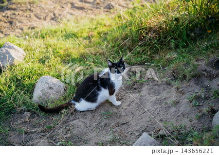 Black and white bicolor domestic cat sitting on a grassy dirt slope among rocks outdoors. Pet care feline behavior and animal welfare Black and white bicolor domestic cat sitting on a grassy dirt slope among rocks outdoors. Pet care feline behavior and animal welfare 143656221