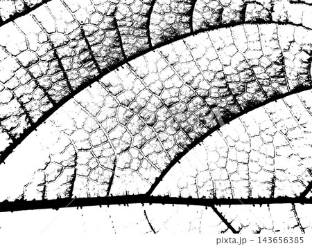 Large leaf veins cross intricate cellular network in monochrome macro detail 143656385