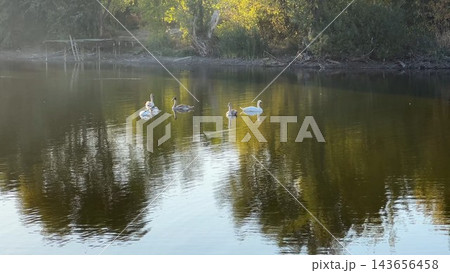 Beautiful swans floating at lake on summer day. Golden light reflects from water surface creating soft shimmering highlights around birds. The scene conveys serenity and peaceful beauty of nature 143656458
