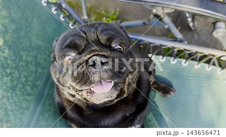 Top view of funny black pug dog looks into camera with curious and expressive face. The close perspective highlights its playful personality. The scene captures humor and lighthearted moment with pet 143656471