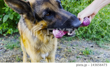 German shepherd dog playfully tugs on toy held by female hand at summer garden. The scene conveys fun, bonding, and joyful interaction between human and pet at nature. Slow motion 143656473