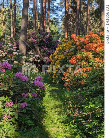 Rhododendron bushes in a at the Babite plant nursery in Latvia. Rhododendron bushes in a at the Babite plant nursery in Latvia. 143656831