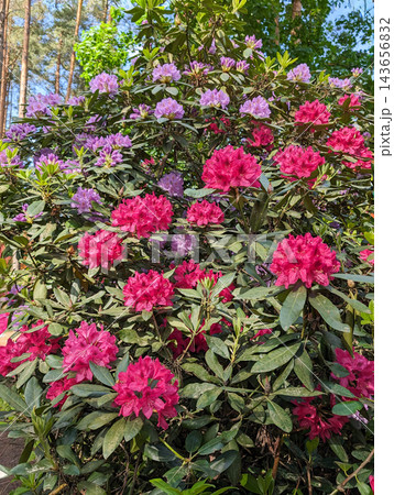 Beautiful blooming rhododendron and azalea flowers  143656832