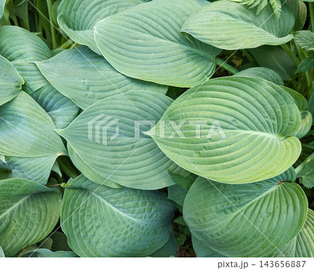 Background of large  hosta sieboldiana leaves. Natural texture 143656887