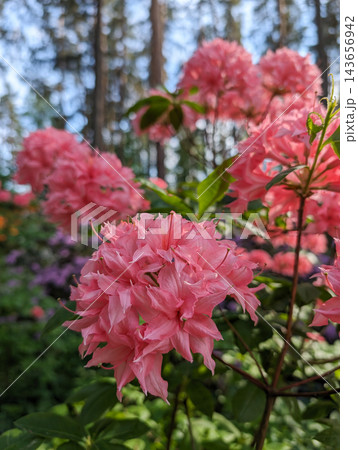 Pink Rhododendron Homebush flowers close up, Knap Hill hybrid deciduous azalea in forest Pink Rhododendron Homebush flowers close up, Knap Hill hybrid deciduous azalea in forest 143656942
