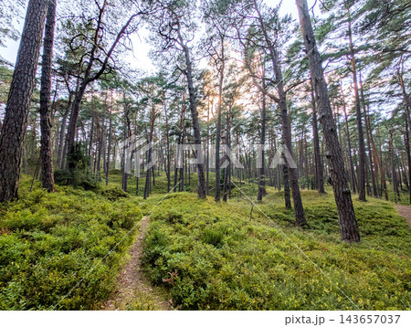 Scenic walkway through sunlit pine forest with blueberry bushes in Latvia 143657037
