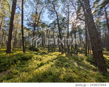 Sunlit pine forest with green blueberry bushes on hills in Latvia 143657044