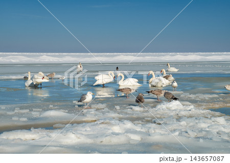 Migratory birds in a melted water hole on the frozen Baltic Sea in Jurmala, Latvia. Spring arrival and wildlife survival. Migratory birds in a melted water hole on the frozen Baltic Sea in Jurmala, Latvia. Spring arrival and wildlife survival. 143657087