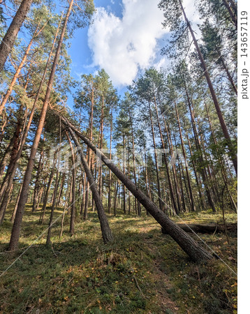 Uprooted pine trees in the forest after extreme weather and hurricane. 143657119