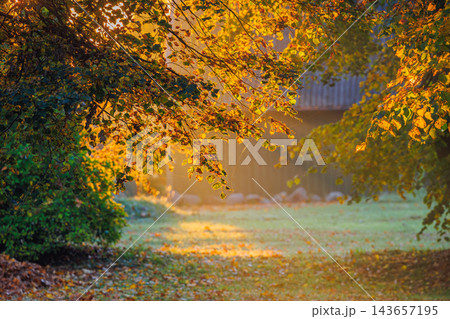 Magic morning light in autumn, Lithuania 143657195