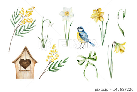 Watercolor spring element set with lue tit bird and wooden house clipart, mimosa and daffodils. Hand drawn botanical illustration bundle isolated on white background. Detailed realistic snowdrop, flow 143657226