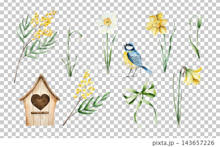 Watercolor spring element set with lue tit bird and wooden house clipart, mimosa and daffodils. Hand drawn botanical illustration bundle isolated on white background. Detailed realistic snowdrop, flow 143657226
