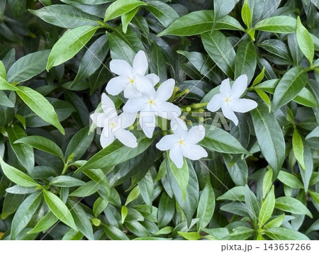 White Tropical Flowers Among Glossy Green Leaves White Tropical Flowers Among Glossy Green Leaves 143657266
