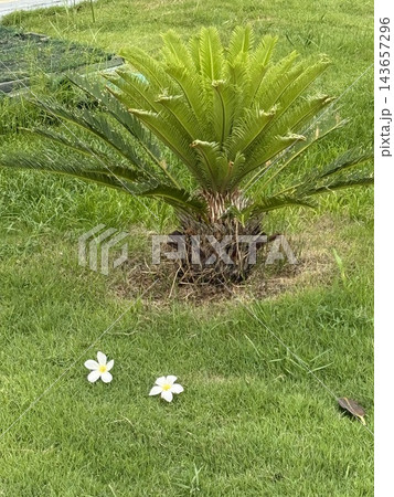 Tropical Sago Palm Growing on Green Lawn 143657296