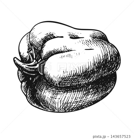 A whole bell pepper lying on its side, a single isolated object. Hand-drawn pen-and-ink illustration in an engraving style black-and-white monochrome outline. Suitable for recipe designs and packaging A whole bell pepper lying on its side, a single isolated object. Hand-drawn pen-and-ink illustration in an engraving style black-and-white monochrome outline. Suitable for recipe designs and packaging 143657523