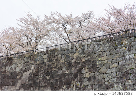 春の福島県白河市 日本100名城 白河小峰城と桜 春の福島県白河市 日本100名城 白河小峰城と桜 143657588