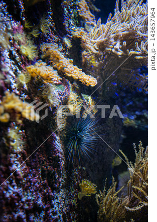 Underwater coral reef ecosystem with sea urchin and diverse marine flora in vibrant blue ocean environment Underwater coral reef ecosystem with sea urchin and diverse marine flora in vibrant blue ocean environment 143657964
