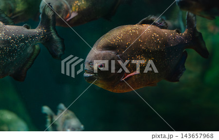 Dark fish with golden speckles swims calmly surrounded Dark fish with golden speckles swims calmly surrounded 143657968