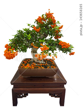 Pyracantha Firethorn Bonsai Tree with Orange Berries Isolated Pyracantha Firethorn Bonsai Tree with Orange Berries Isolated 143658165