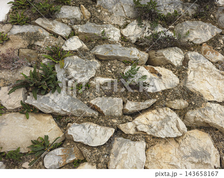 Natural Stone Wall Texture with Growing Green Ferns 143658167