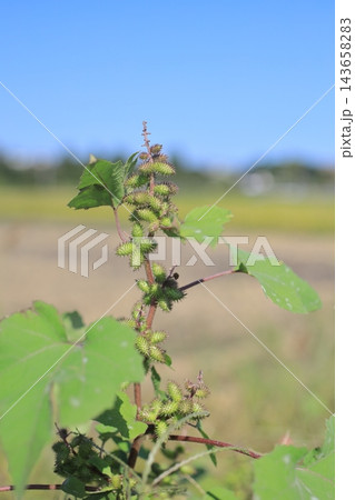 オオオナモミ種子ひっつき虫 143658283