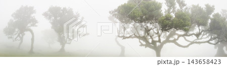 Ancient laurel trees emerging through dense fog in Fanal Forest on Madeira, Portugal, creating a mystical and atmospheric natural landscape. Ancient laurel trees emerging through dense fog in Fanal Forest on Madeira, Portugal, creating a mystical and atmospheric natural landscape. 143658423
