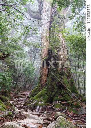 屋久島白谷雲水峡の春　屋久杉七本杉 143658578