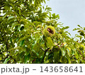 秋　実をつけている栗の木 143658641