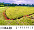 収穫間近の田んぼと彼岸花 143658643