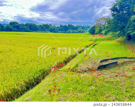 彼岸花咲く土手から望む風景 143658644