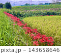 田んぼの土手に咲く彼岸花 143658646