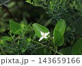 センニンソウの白い花 143659166