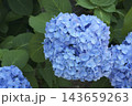アジサイ 143659263