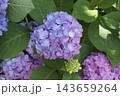 アジサイ 143659264